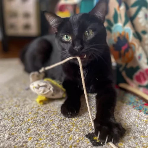 Le pack Canne à chat 1 Fripon