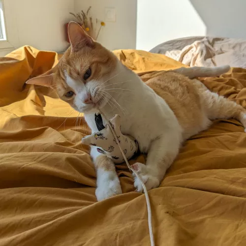 Le pack Canne à chat 1 Fripon