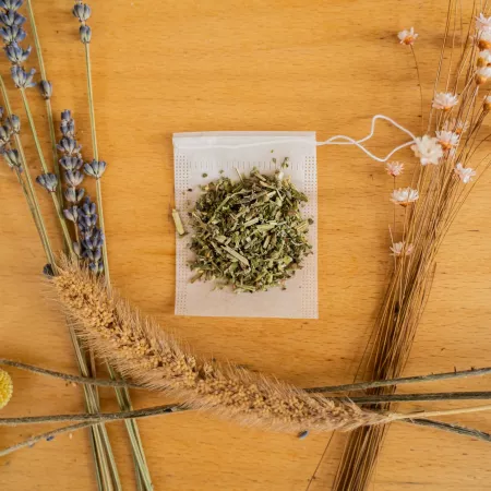 La cataire, l’herbe des chats heureux