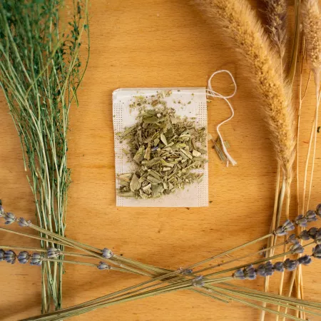 L’olivier, l’herbe des chats équilibrés