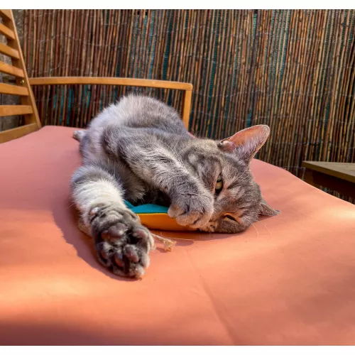 Le coffret du chat perché