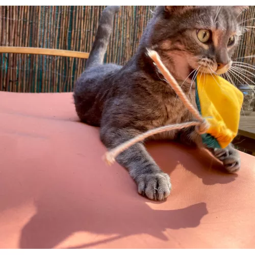 Le coffret du chat perché