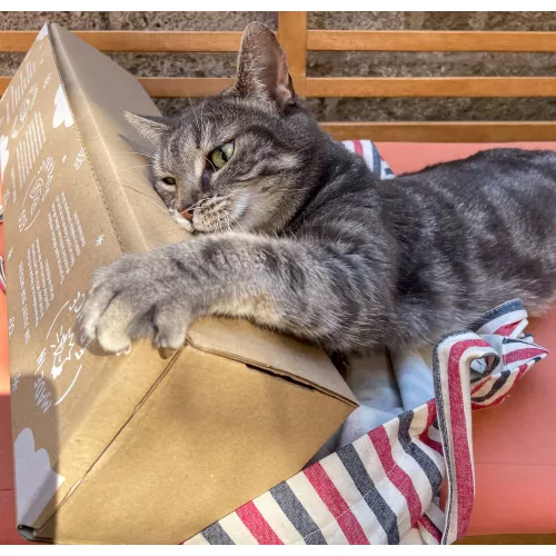 Le pack canne à chat Poulpo