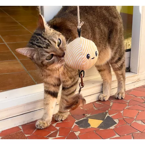 Le pack canne à chat Poulpo