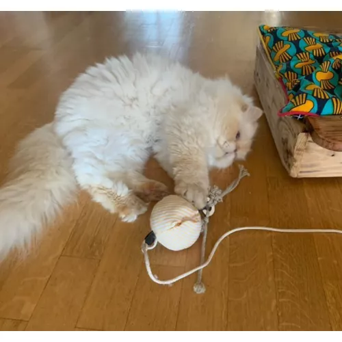 Le pack canne à chat Poulpo