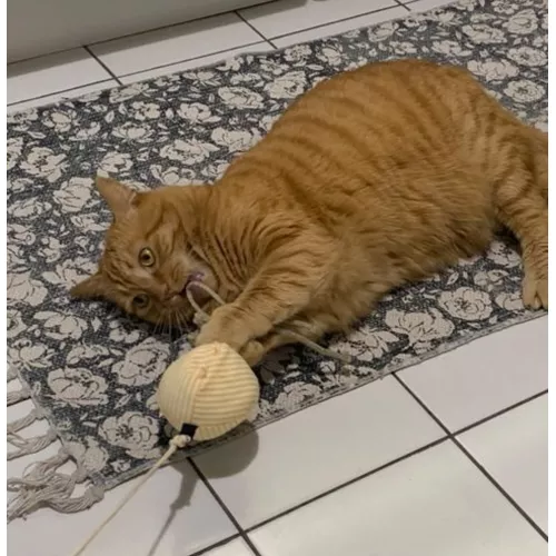 Le pack canne à chat Poulpo