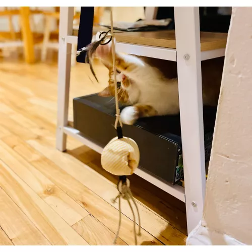 Le pack canne à chat Poulpo