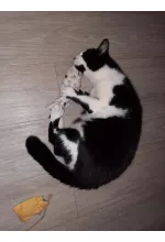 Photo from customer for Le pack des 3 Fripons