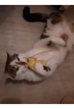 Photo from customer for Le pochon Petits Fripons, pour une session de jeu en autonomie