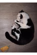 Photo from customer for Le pack des 3 Fripons