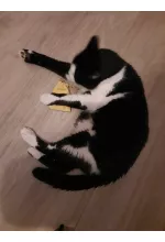 Photo from customer for Le pochon Petits Fripons, pour une session de jeu en autonomie