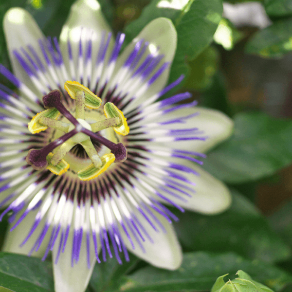 La passiflore, l'herbe qui apaise les chats