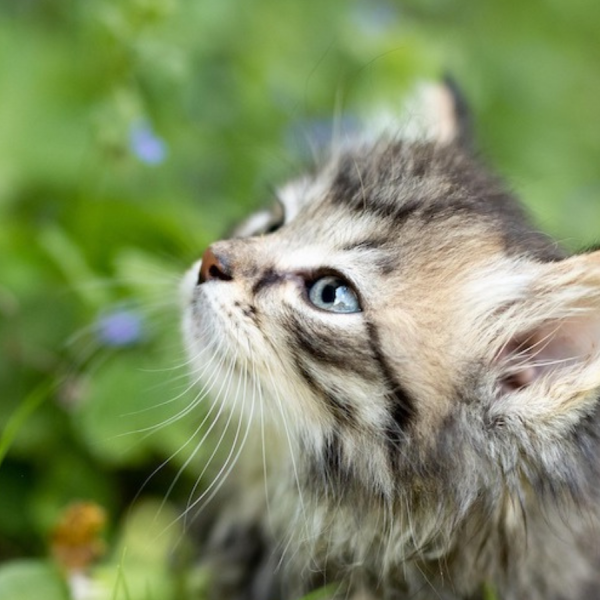 Les plantes toxiques pour le chat