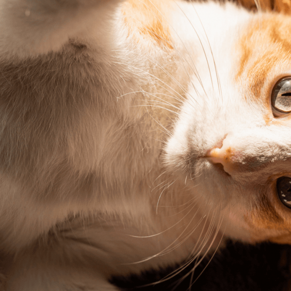 Loulou, notre petit fripon ❤️