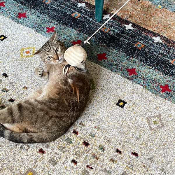 L'importance du jeu pour les chats : un élément clé pour leur bien-être