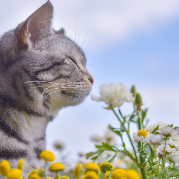 L'odeur des phéromones : la communication des chats qui fascine 