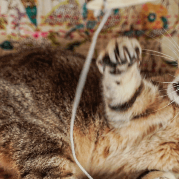 Le chat et le jeu 🐾🏐