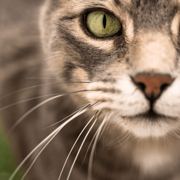 Les pouvoirs des moustaches !