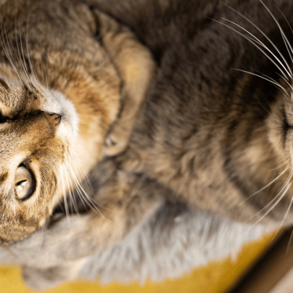 La perception des couleurs chez le chat